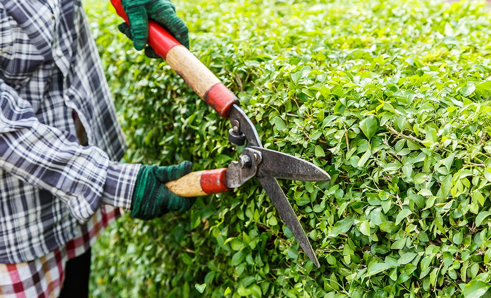 Landscaping Service